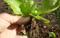 Tájékoztató - a piacon árusítható termékek köréről