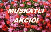 Muskátli akció!