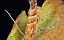 Felhívás-aknázómoly elleni permetezés