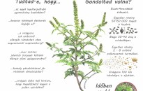 ISMERD MEG A PARLAGFÜVET, HOGY TUDJ TENNI ELLENE!