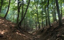 Tájékoztatás - körzeti erdőtervezés igazgatási tevékenységének megkezdéséről