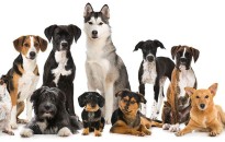 FELHÍVÁS - Ebösszeírás Mór város közigazgatási területén 2025