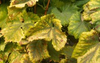szőlő sárgaság