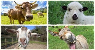 Lakossági felhívás állattartás bejelentéséről