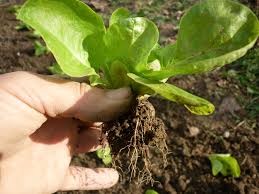 Tájékoztató - a piacon árusítható termékek köréről