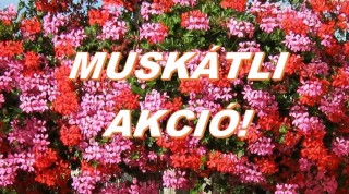 Muskátli akció!