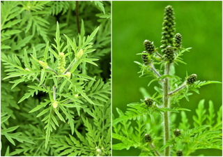 Felhívás - a parlagfű elleni védekezésre