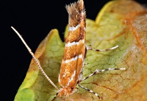 Felhívás-aknázómoly elleni permetezés