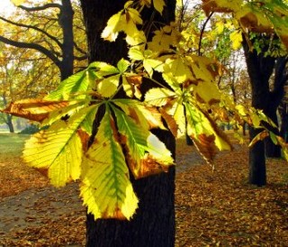 Tájékoztatás gesztenyefák permetezéséről