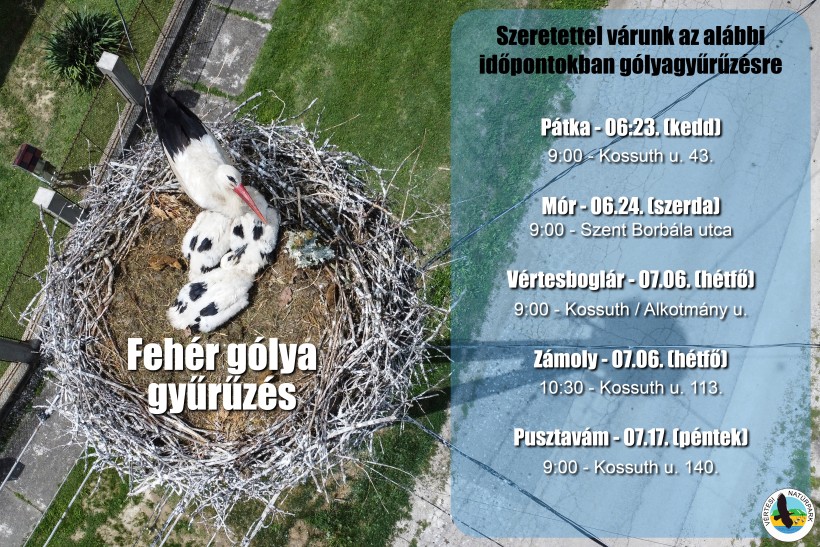 gólya roadshow